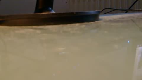 _lions_969696 online show from May 14, 11:09 am