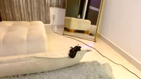  tommy and anabel   online show from August 10, 3:41 am