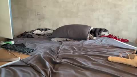 asianbbgurl online show from August 7, 7:08 am