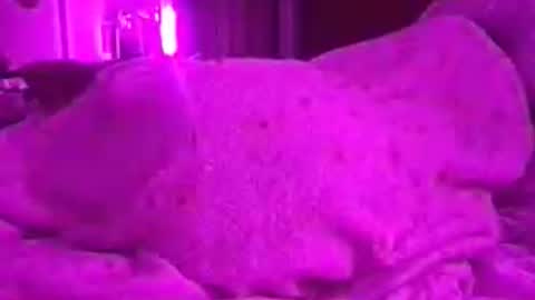 adoredava online show from July 7, 6:17 am