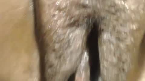 Anny online show from August 12, 1:41 am