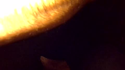 bannedreformed2 online show from August 14, 2:32 pm