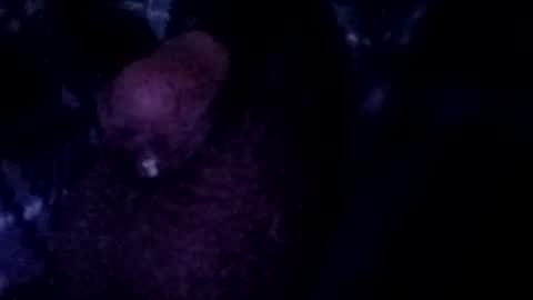 bcfalcon69 online show from July 25, 2:59 am