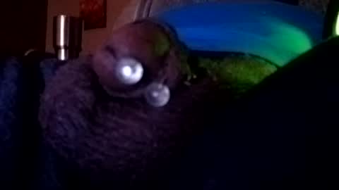 bcfalcon69 online show from August 2, 3:35 am