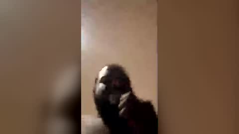 bigpoppapump1721 online show from June 30, 3:51 am