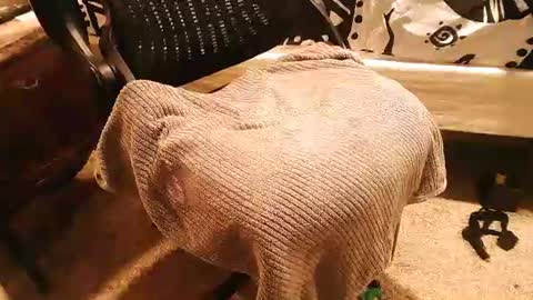 bigsissycock online show from June 23, 1:06 am