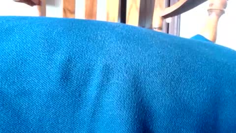 budddgardener online show from August 9, 8:54 pm