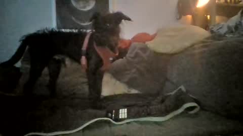canary_braun online show from August 12, 7:49 pm