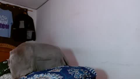 cesar_master_ online show from June 14, 8:00 am