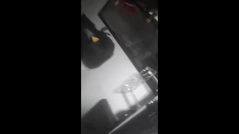 cpdobbs38 online show from May 23, 4:21 pm