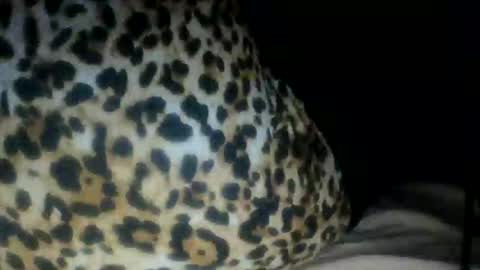 CreamyCocoBabe online show from July 27, 4:07 am