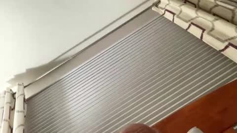 daddyweis online show from August 9, 3:40 am