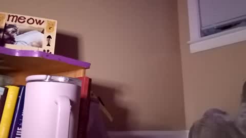 DadeesQTPie online show from August 8, 4:01 am