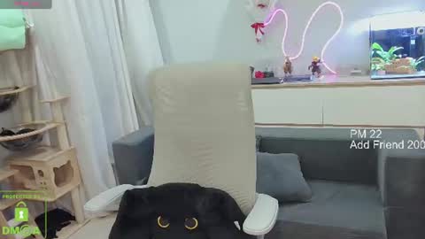 Daisy online show from July 3, 8:49 am