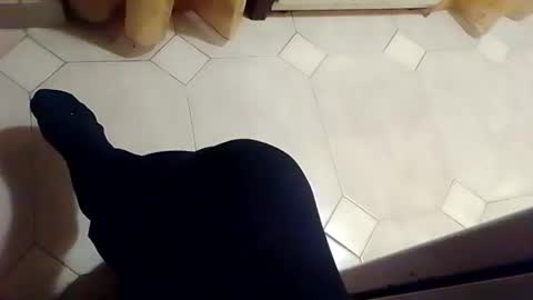 dthedog12 online show from February 21, 12:08 am