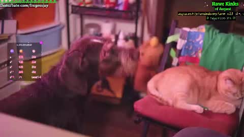   Jaywise Frogfoot  online show from August 15, 7:29 pm