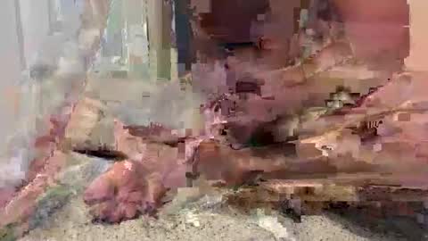 graston5 online show from May 26, 12:22 am