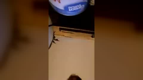 honeybear2026 online show from August 6, 4:44 am
