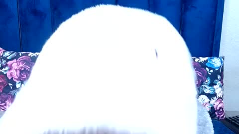 hotsmalltitsx online show from August 11, 5:04 pm