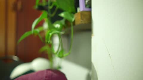 Lola Velvet online show from September 3, 2:47 am