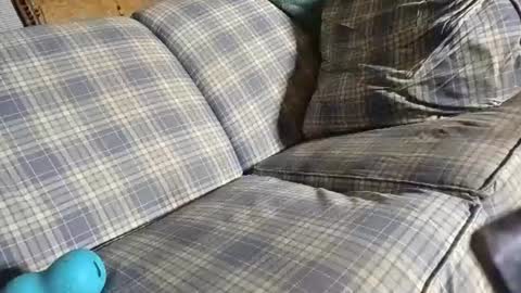 juicyweiner online show from August 10, 5:31 am