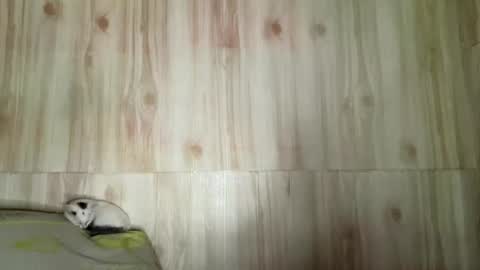 Malin online show from August 13, 6:33 pm