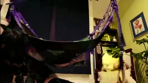 lasivobruno69 online show from June 14, 3:58 am