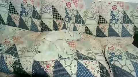 linacatelover online show from August 1, 11:11 pm