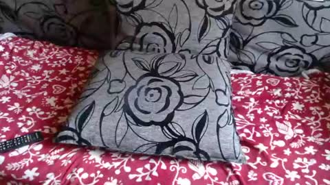 Lilly  online show from August 1, 9:59 am