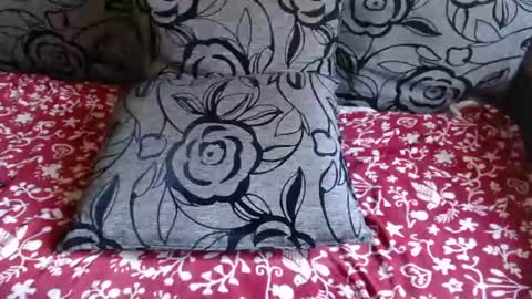 Lilly  online show from August 1, 12:11 pm