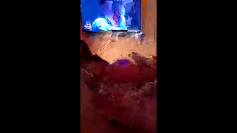 roger_pacheco online show from June 3, 6:39 am