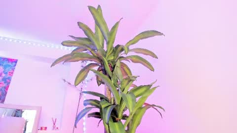 samantaa_roberts1 online show from July 31, 2:45 pm