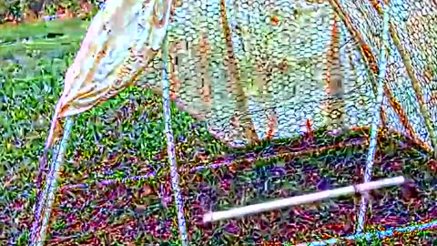 CdSissySarah online show from July 29, 1:01 am