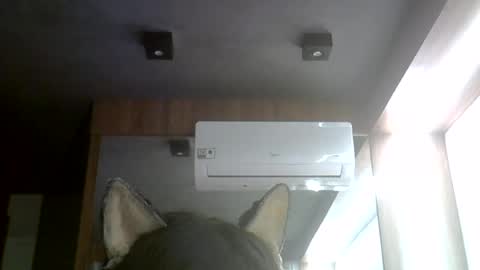 skinnykittencam online show from August 9, 1:50 am