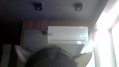 skinnykittencam online show from August 10, 3:52 am