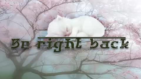SleepyHeadCat online show from August 2, 12:06 am