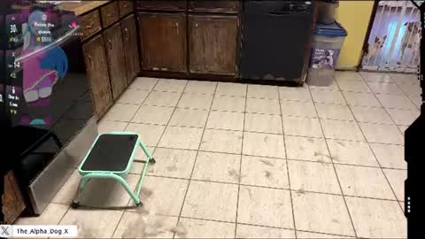 the_alpha_dog_xxx online show from August 7, 4:18 pm