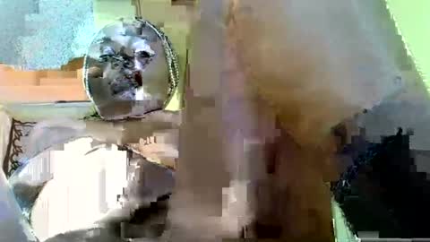 Pauline online show from August 11, 1:46 pm