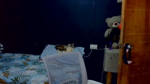AMELIA online show from July 28, 4:24 pm