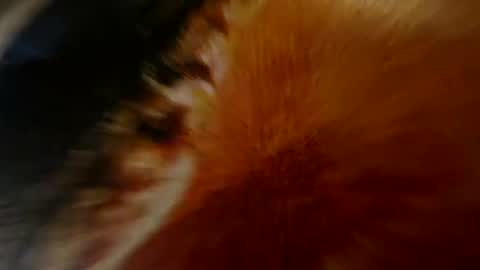Z0rl0C online show from July 11, 3:23 am