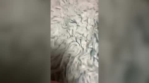 z_e1 online show from July 27, 2:39 am